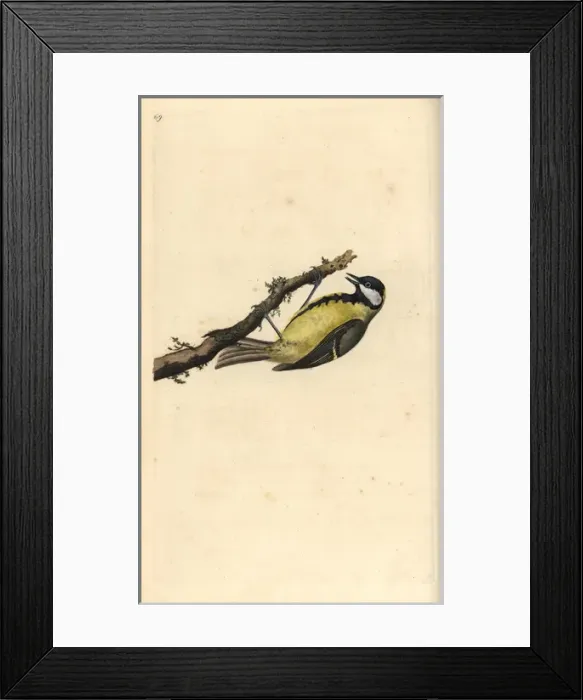 Framed Print : European nightjar, Caprimulgus europaeus Framed Print : European nightjar, Caprimulgus europaeus