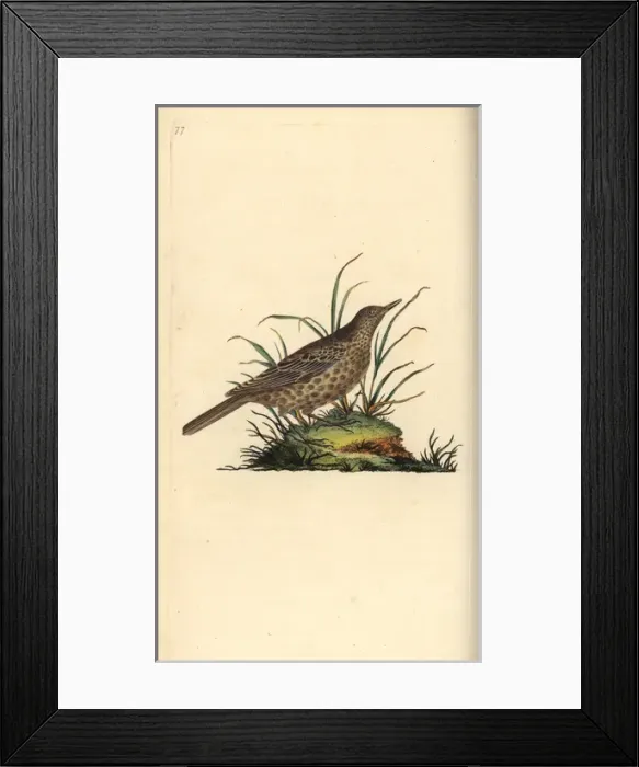 Framed Print : Dusky lark, Pinarocorys nigricans Framed Print : Dusky lark, Pinarocorys nigricans