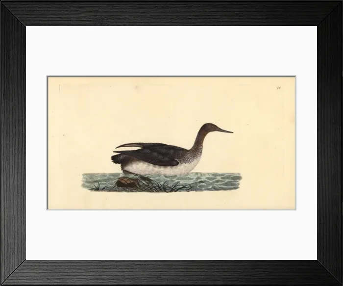 Framed Print : Red-throated loon or diver, Gavia stellata Framed Print : Red-throated loon or diver, Gavia stellata