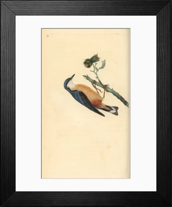 Framed Print : Eurasian nuthatch, Sitta europaea, on a hazelnut tree Framed Print : Eurasian nuthatch, Sitta europaea, on a hazelnut tree