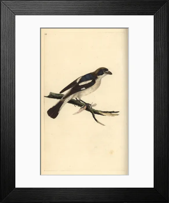 Framed Print : Common redstart, Phoenicurus phoenicurus Framed Print : Common redstart, Phoenicurus phoenicurus