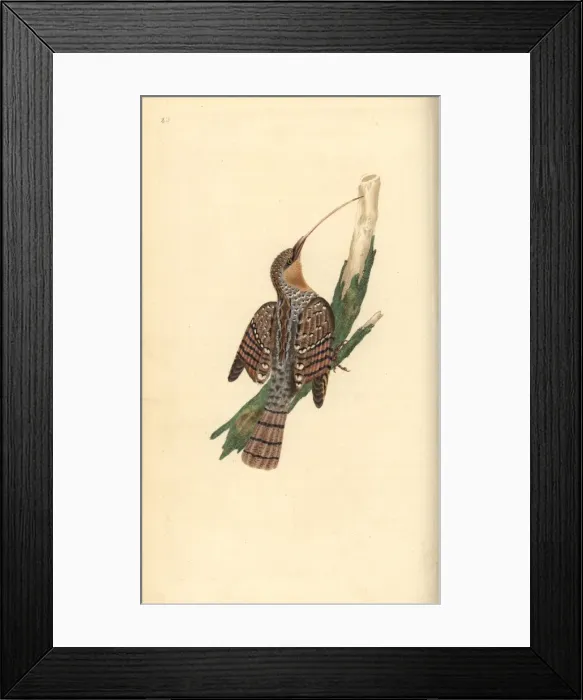 Framed Print : Great grey shrike, Lanius excubitor Framed Print : Great grey shrike, Lanius excubitor