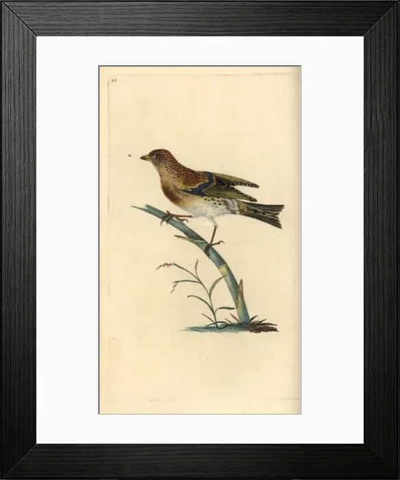 Framed Print : Brambling, Fringilla montifringilla Framed Print : Brambling, Fringilla montifringilla