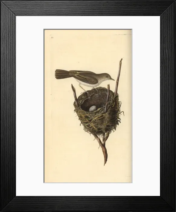 Framed Print : Lesser whitethroat, Sylvia communis, with nest and egg Framed Print : Lesser whitethroat, Sylvia communis, with nest and egg
