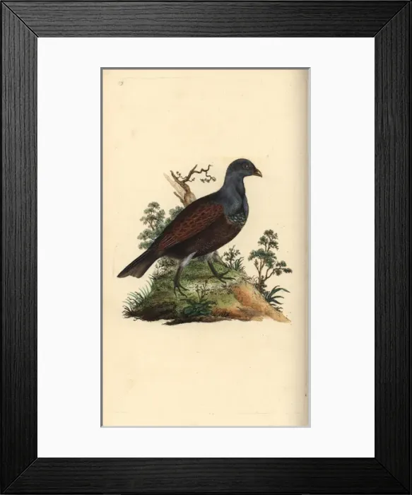 Framed Print : Wood grouse, Tetrao urogallus Framed Print : Wood grouse, Tetrao urogallus