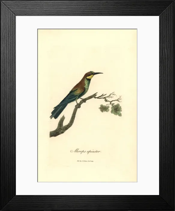 Framed Print : Bee-eater, Merops apiaster Framed Print : Bee-eater, Merops apiaster
