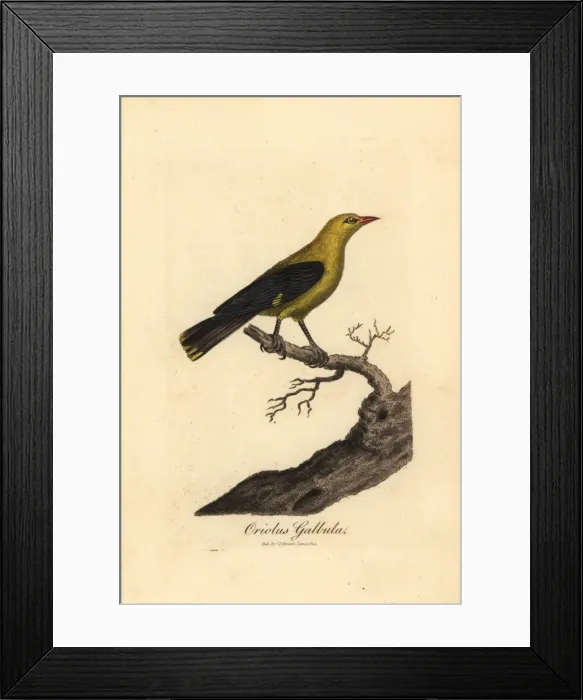 Framed Print : Golden oriole, Oriolus oriolus Framed Print : Golden oriole, Oriolus oriolus