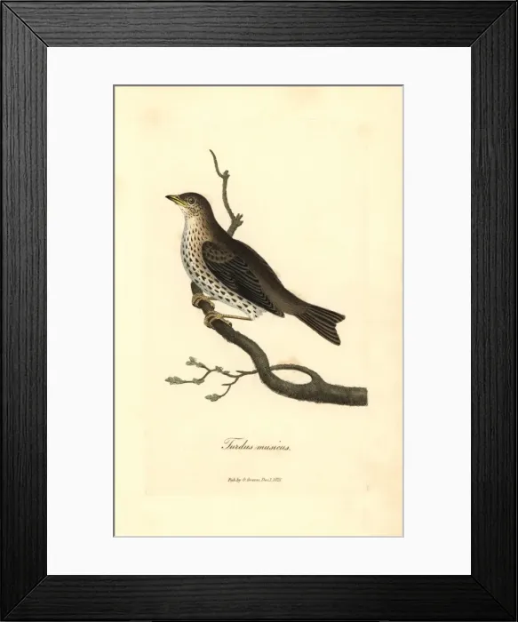 Framed Print : Song thrush, Turdus philomelos Framed Print : Song thrush, Turdus philomelos