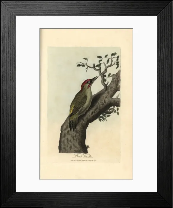 Framed Print : Green woodpecker, Picus viridis Framed Print : Green woodpecker, Picus viridis