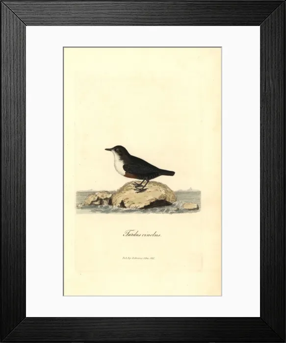 Framed Print : White-throated dipper or water ouzel, Cinclus cinclus Framed Print : White-throated dipper or water ouzel, Cinclus cinclus