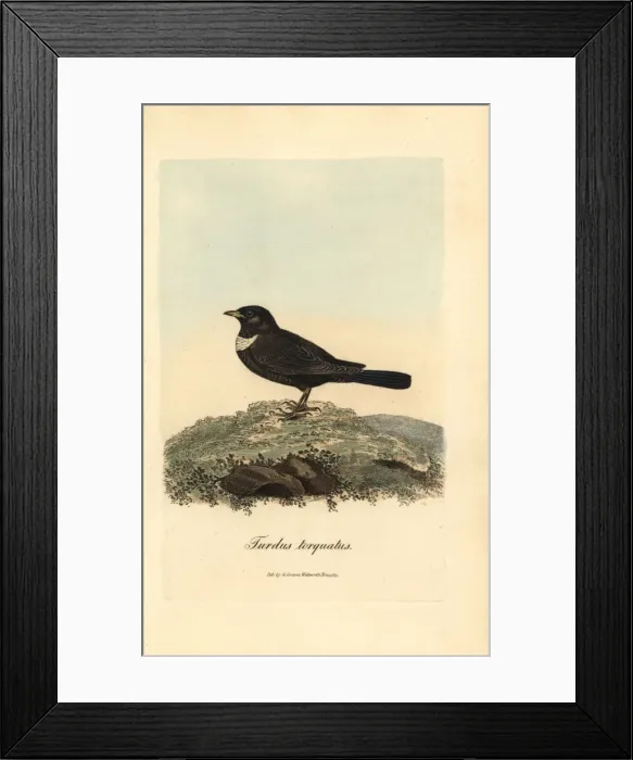 Framed Print : Ring ouzel, Turdus torquatus Framed Print : Ring ouzel, Turdus torquatus