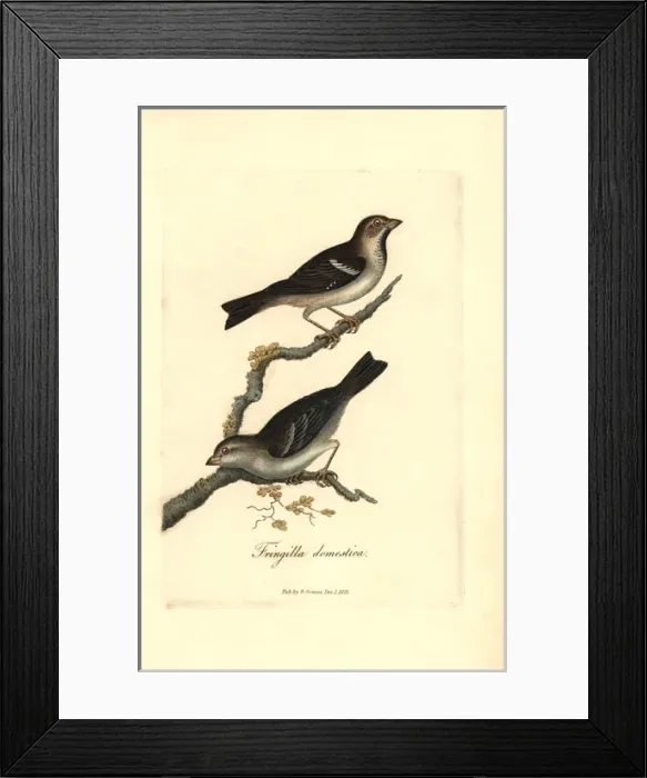 Framed Print : House sparrow, Passer domesticus Framed Print : House sparrow, Passer domesticus