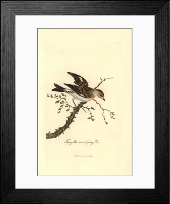 Framed Print : Brambling or mountain finch, Fringilla montifringilla Framed Print : Brambling or mountain finch, Fringilla montifringilla