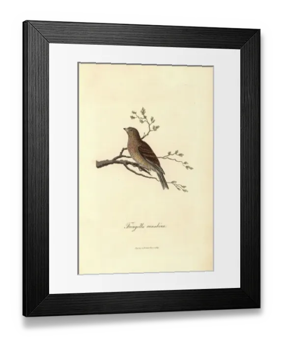 Framed Print : Linnet, Carduelis cannabina Framed Print : Linnet, Carduelis cannabina