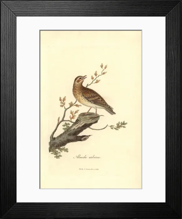 Framed Print : Wood lark, Lullula arborea Framed Print : Wood lark, Lullula arborea