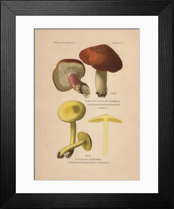 Framed Print : Suspect mushroom, Tricholoma rutilans and poisonous Framed Print : Suspect mushroom, Tricholoma rutilans and poisonous