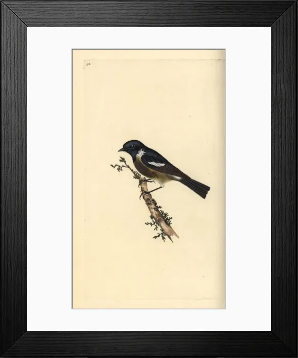 Framed Print : Eurasian tree sparrow, Passer montanus Framed Print : Eurasian tree sparrow, Passer montanus