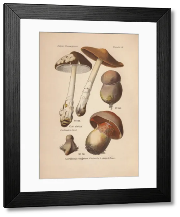 Framed Print : Cortinar mushrooms: long-stemmed Cortinarius Framed Print : Cortinar mushrooms: long-stemmed Cortinarius