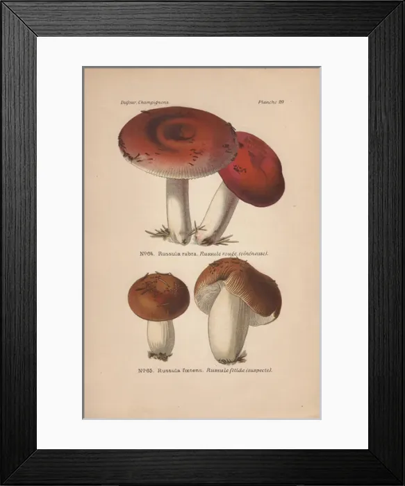 Framed Print : Poisonous rust-orange color Russula rubra Framed Print : Poisonous rust-orange color Russula rubra