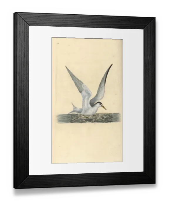Framed Print : Lesser or little tern, Sternula albifrons Framed Print : Lesser or little tern, Sternula albifrons