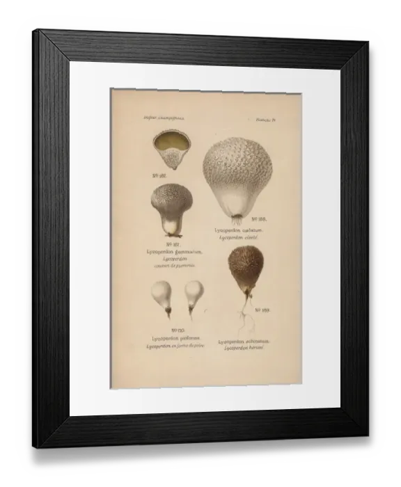 Framed Print : Devils snuffbox, Lycoperdon gemmatum Framed Print : Devils snuffbox, Lycoperdon gemmatum