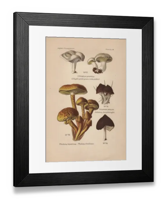 Framed Print : Sweetbread, Clitopilus prunulus, shaggy Pholiota Framed Print : Sweetbread, Clitopilus prunulus, shaggy Pholiota