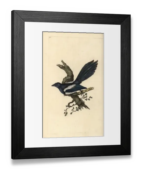 Framed Print : Magpie, Pica pica Framed Print : Magpie, Pica pica