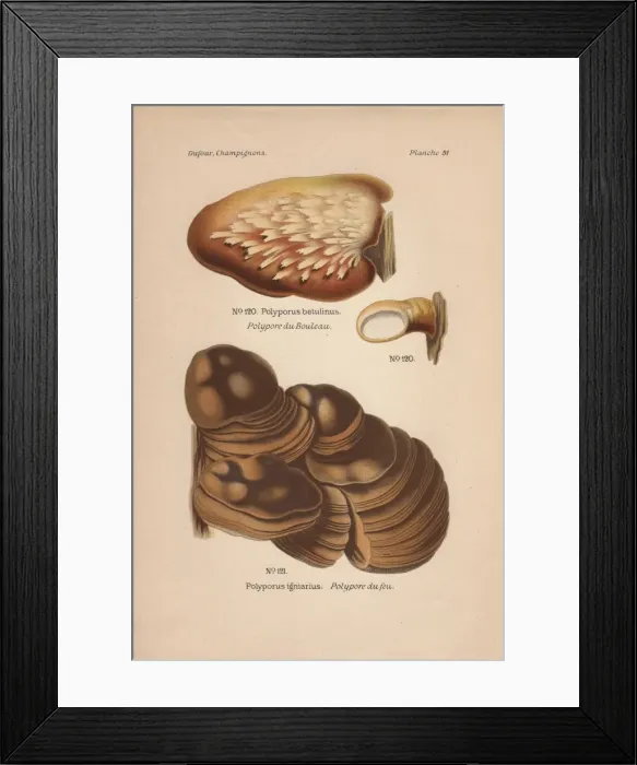 Framed Print : Birch bracket mushroom, Polyporus betulinus