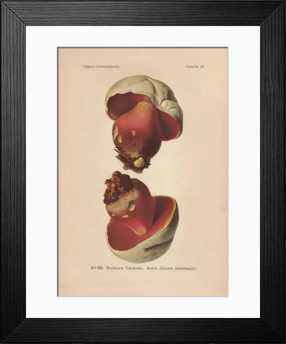 Framed Print : Poisonous scarlet, Satans mushroom, or Devil s Framed Print : Poisonous scarlet, Satans mushroom, or Devil s