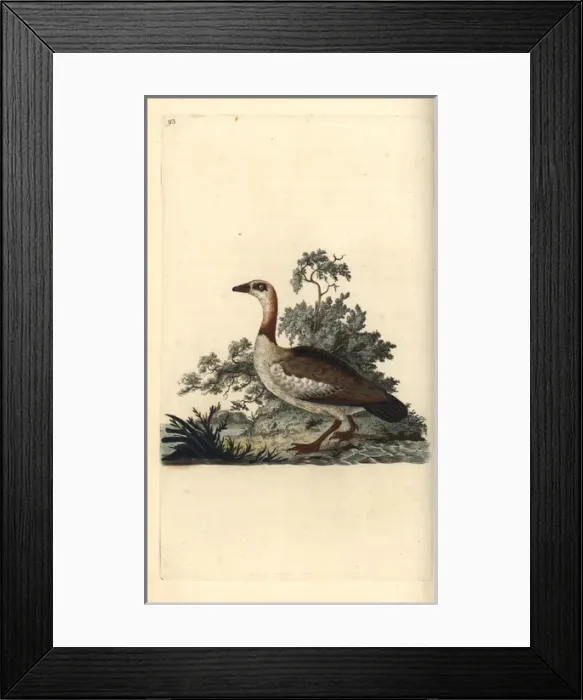 Framed Print : Egyptian goose, Alopochen aegyptiacus Framed Print : Egyptian goose, Alopochen aegyptiacus