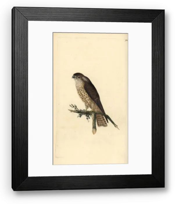 Framed Print : Barn swallow, Hirundo rustica Framed Print : Barn swallow, Hirundo rustica
