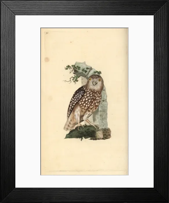 Framed Print : Eurasian Pygmy Owl, Glaucidium passerinum Framed Print : Eurasian Pygmy Owl, Glaucidium passerinum