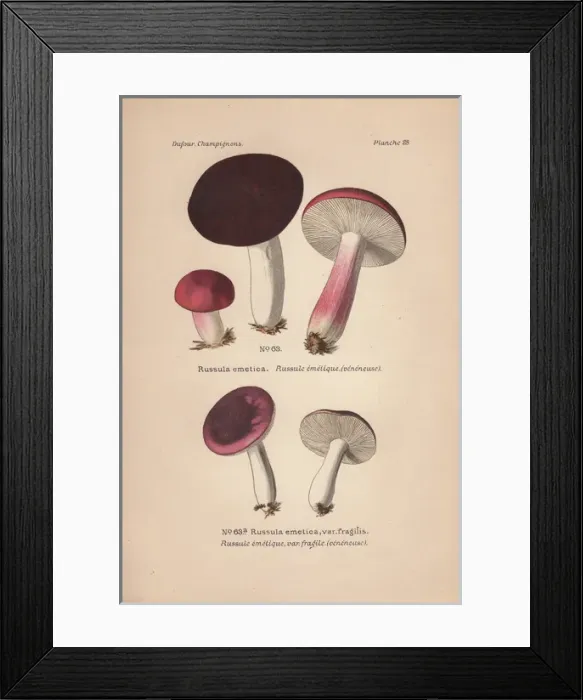 Framed Print : Chocolate and scarlet colored Russula emetica