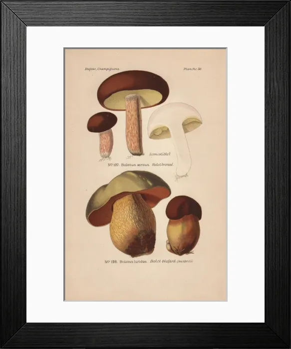 Framed Print : Edible bolete or porcino nero, Boletus aereus Framed Print : Edible bolete or porcino nero, Boletus aereus