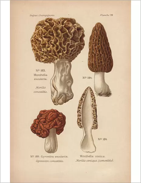 Morel mushrooms: Morchella esculenta, M conica