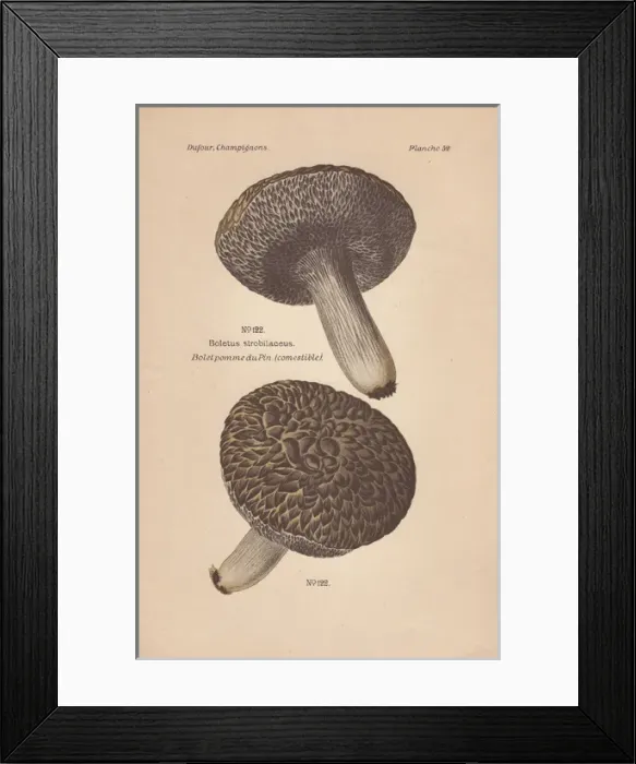 Framed Print : Edible cone-like boletus mushroom, Strobilomyces Framed Print : Edible cone-like boletus mushroom, Strobilomyces