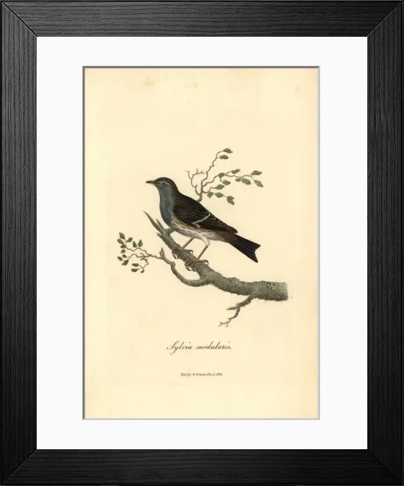 Framed Print : Hedge warbler or dunnock, Prunella modularis Framed Print : Hedge warbler or dunnock, Prunella modularis
