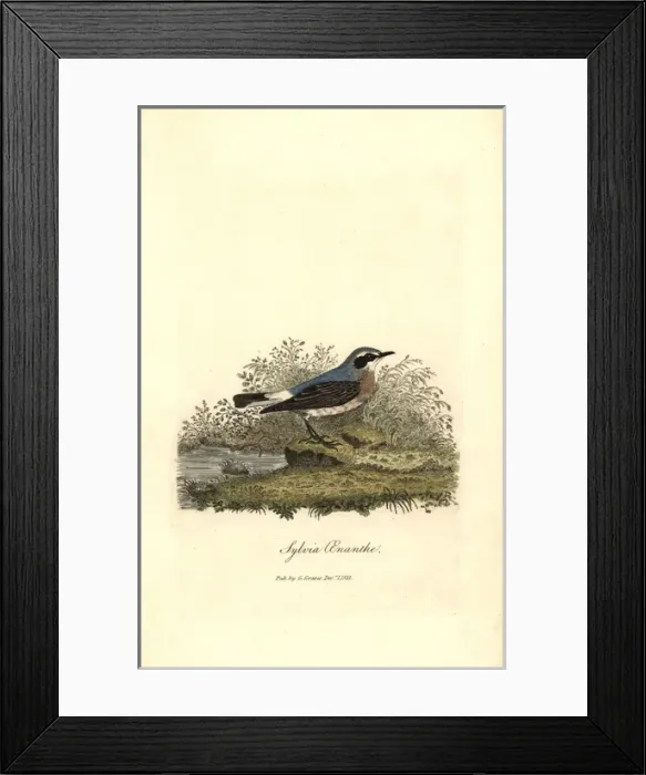Framed Print : Northern wheatear, Oenanthe oenanthe Framed Print : Northern wheatear, Oenanthe oenanthe