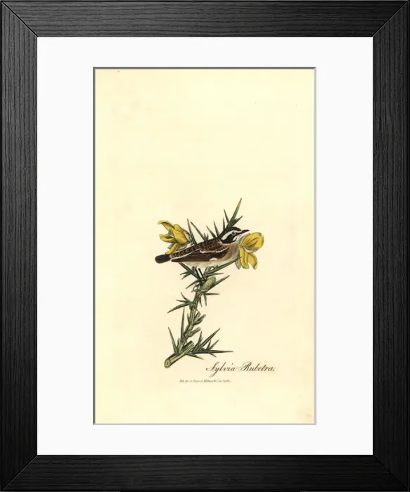Framed Print : Whinchat, Saxicola rubetra Framed Print : Whinchat, Saxicola rubetra
