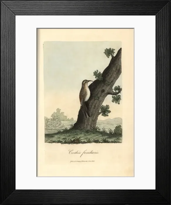 Framed Print : Eurasian treecreeper, Certhia familiaris Framed Print : Eurasian treecreeper, Certhia familiaris