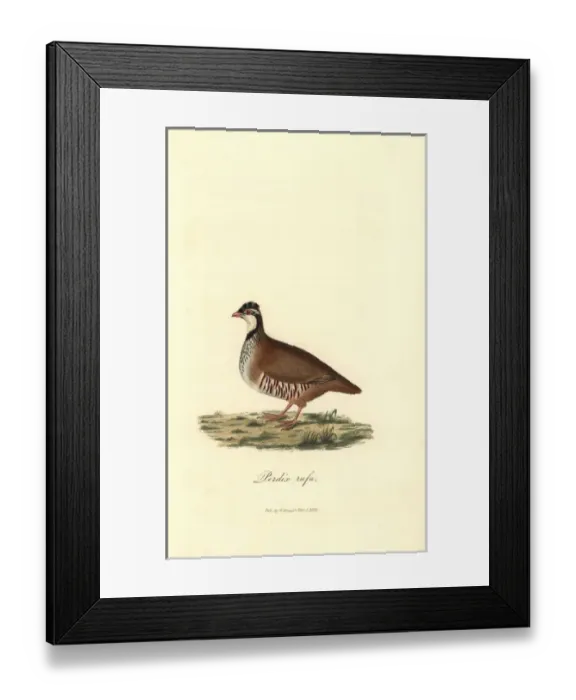 Framed Print : Red-legged or Guernsey partridge, Alectoris rufa Framed Print : Red-legged or Guernsey partridge, Alectoris rufa
