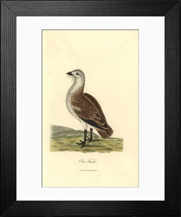 Framed Print : Great bustard, Otis tarda Framed Print : Great bustard, Otis tarda