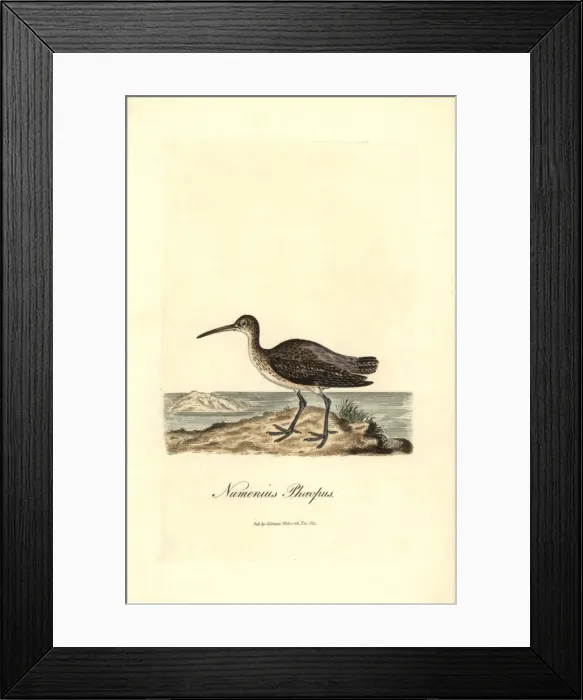 Framed Print : Whimbrel, Numenius phaeopus Framed Print : Whimbrel, Numenius phaeopus