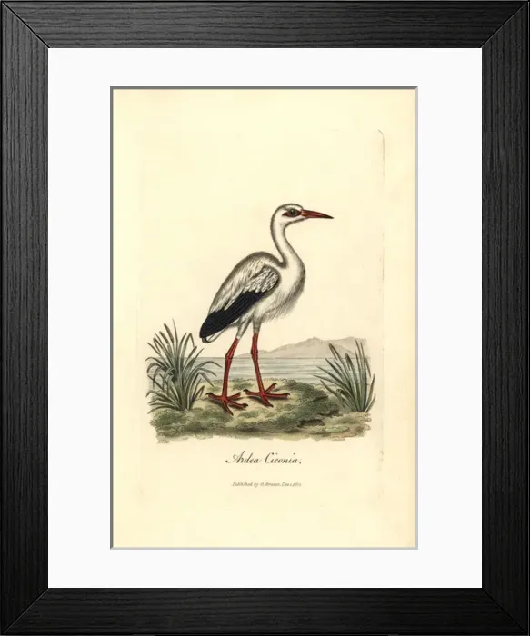Framed Print : White stork, Ciconia ciconia