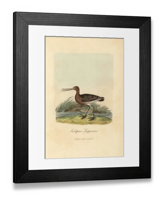 Framed Print : Red or bar-tailed godwit, Limosa lapponica Framed Print : Red or bar-tailed godwit, Limosa lapponica