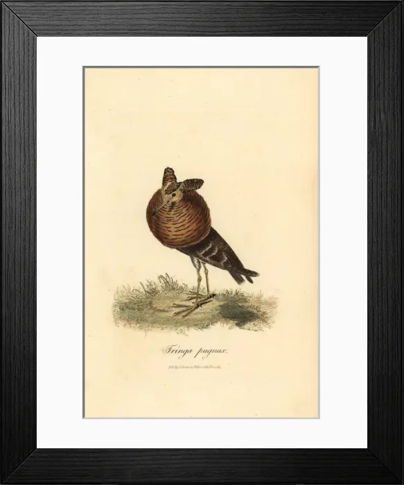 Framed Print : Ruff, Philomachus pugnax Framed Print : Ruff, Philomachus pugnax