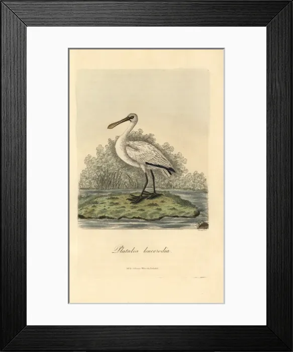 Framed Print : Eurasian spoonbill, Platalea leucorodia Framed Print : Eurasian spoonbill, Platalea leucorodia