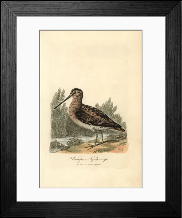 Framed Print : Common snipe, Gallinago gallinago Framed Print : Common snipe, Gallinago gallinago