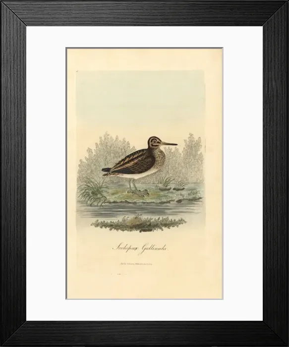 Framed Print : Jack snipe, Lymnocryptes minimus Framed Print : Jack snipe, Lymnocryptes minimus