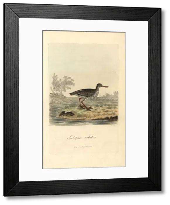 Framed Print : Redshank, Tringa totanus Framed Print : Redshank, Tringa totanus